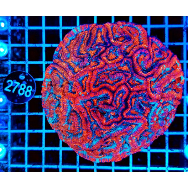 Australophyllia wilsoni-Großpolypige Steinkoralle