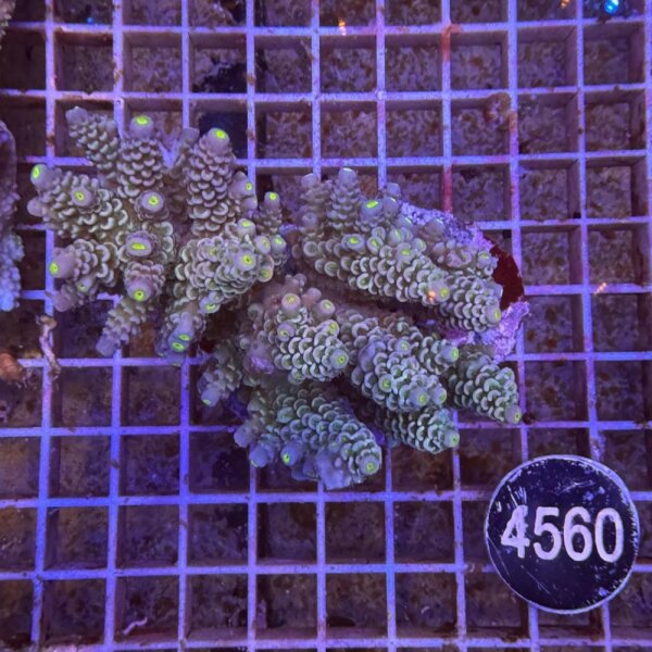 Acropora-Kleinpolypige Steinkoralle