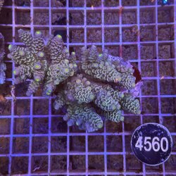 Acropora-Kleinpolypige Steinkoralle