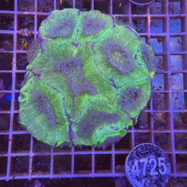 Australomussa rowleyensis-Lobophyllia rowleyensis-Großpolypige Steinkoralle