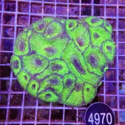 Australomussa rowleyensis-Lobophyllia...