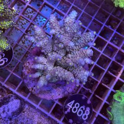 Acropora-Kleinpolypige Steinkoralle