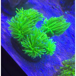 Euphyllia glabrescens Holy grail-Gro&szlig;polypige...