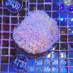 Goniopora Margeritenkoralle