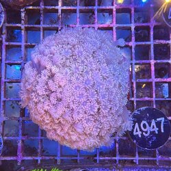 Goniopora Margeritenkoralle