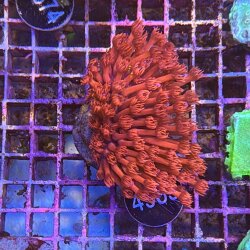 Goniopora Margeritenkoralle