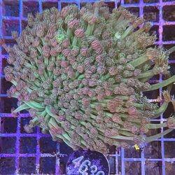 Goniopora Margeritenkoralle