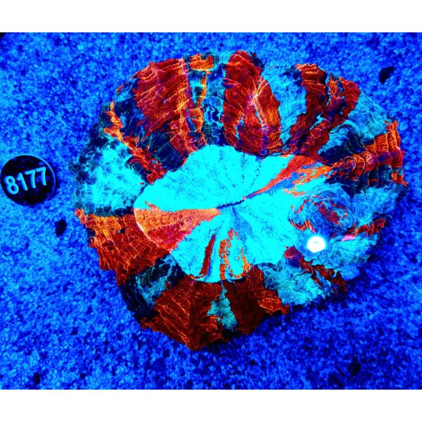 Acanthophyllia deshayesiana-Großpolypige Steinkoralle RAINBOW
