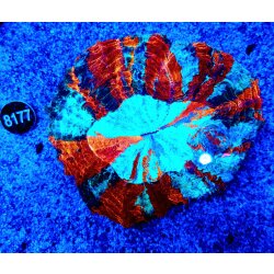 Acanthophyllia deshayesiana-Großpolypige...