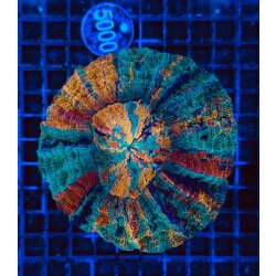 Acanthophyllia deshayesiana-Gro&szlig;polypige...