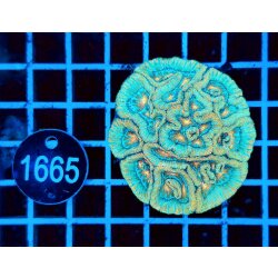 Australophyllia wilsoni-Großpolypige Steinkoralle