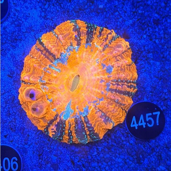 Acanthophyllia deshayesiana Großpolypige Steinkoralle