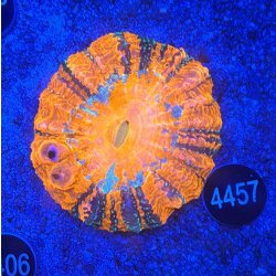 Acanthophyllia deshayesiana Gro&szlig;polypige Steinkoralle