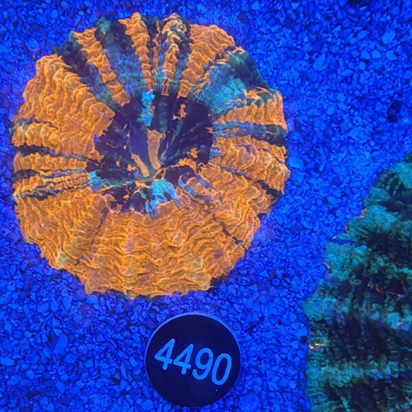 Acanthophyllia deshayesiana Großpolypige Steinkoralle