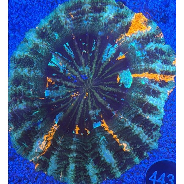 Acanthophyllia deshayesiana Großpolypige Steinkoralle