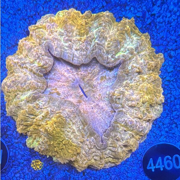 Acanthophyllia deshayesiana Großpolypige Steinkoralle