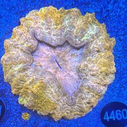 Acanthophyllia deshayesiana Großpolypige Steinkoralle