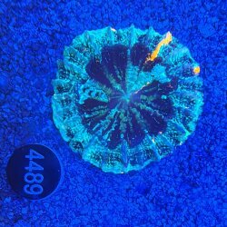 Acanthophyllia deshayesiana Gro&szlig;polypige Steinkoralle