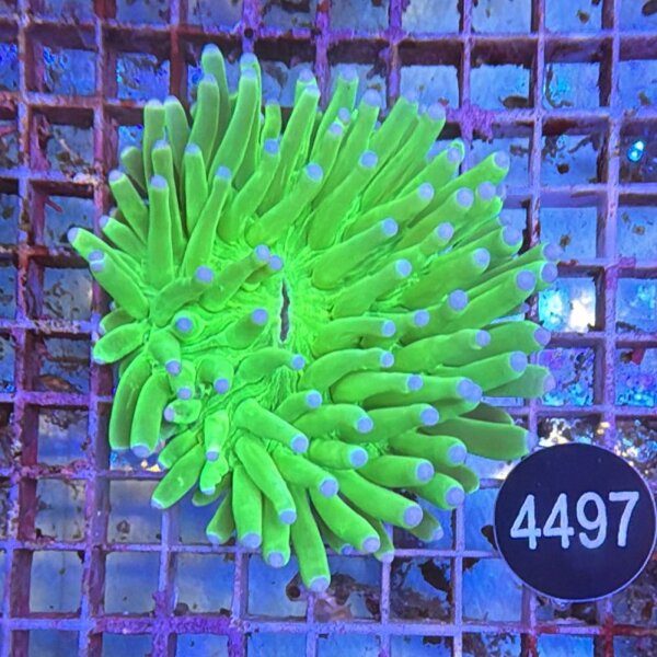 Heliofungia actiniformis-Anemonen Pilzkoralle