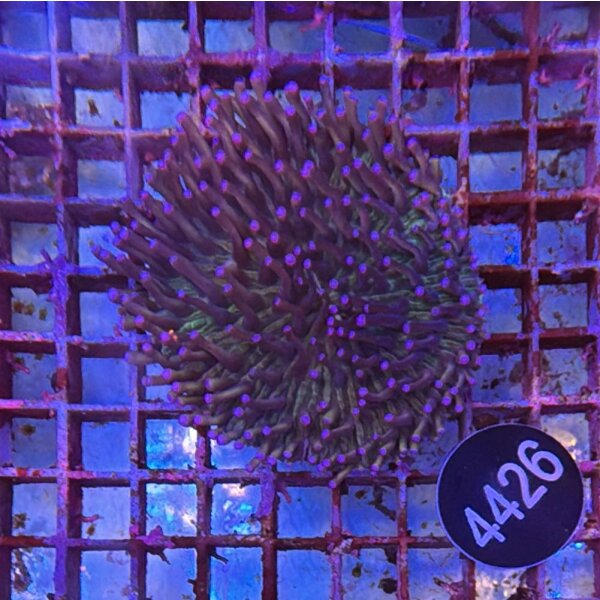 Heliofungia actiniformis-Anemonen Pilzkoralle