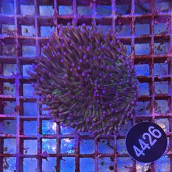 Heliofungia actiniformis-Anemonen Pilzkoralle