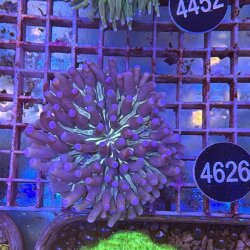 Heliofungia actiniformis-Anemonen Pilzkoralle