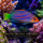 Lippfisch Pseudocheilinus hexataenia-Sechsstreifen Lippfisch